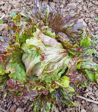 Buffon d' Glaces Lettuce