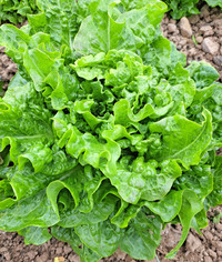 Endivish Lettuce