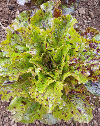 Speckled Romaine Mix Lettuce